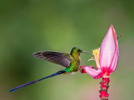 Conservan colibríes en Costa Sur